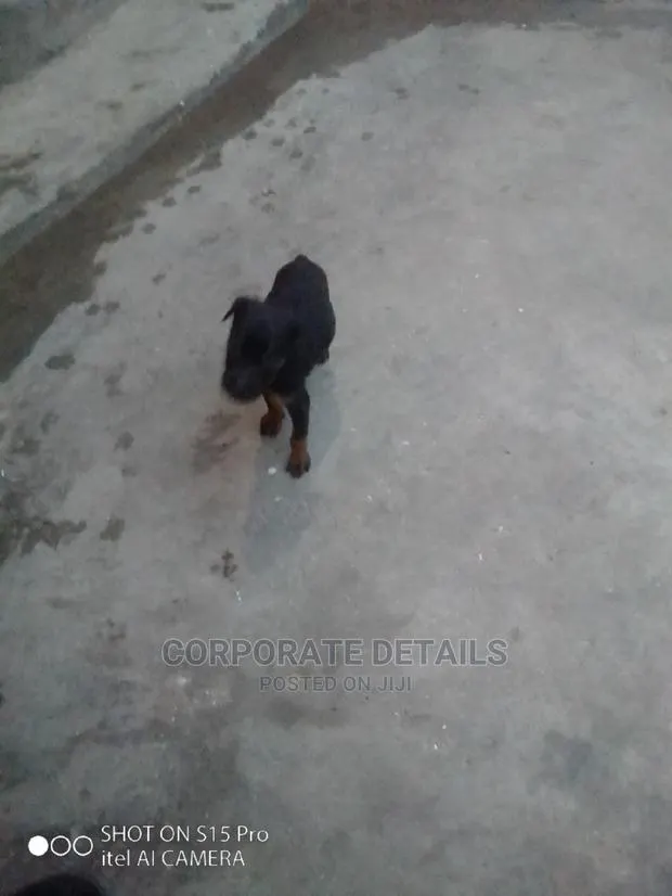 0-1 Month Male Purebred Doberman Pinscher · Photo 1