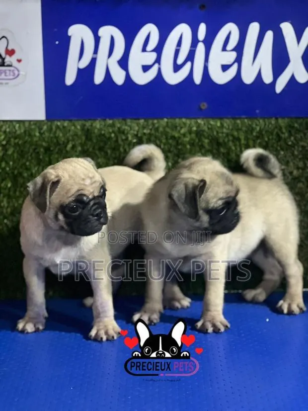 1-3 months Female Purebred Pug · Photo 1