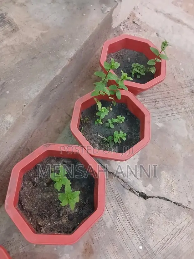 GreenHome Mint Seedlings · Photo 1