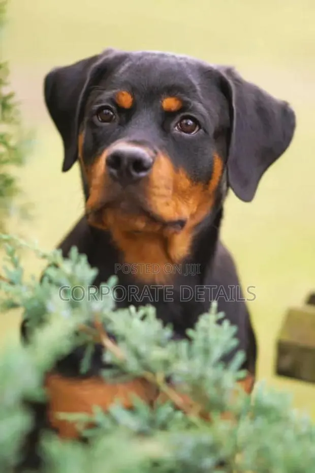 3-6 months Male Purebred Rottweiler · Photo 1