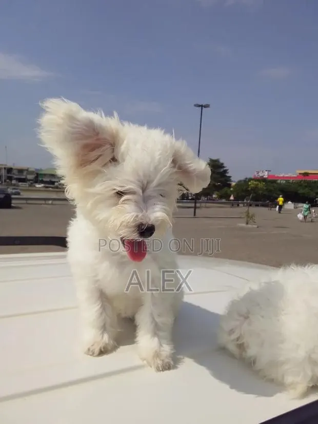 1-3 months Male Purebred Poodle · Photo 1