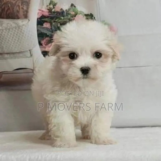 3-6 months Male Purebred Poodle · Photo 1