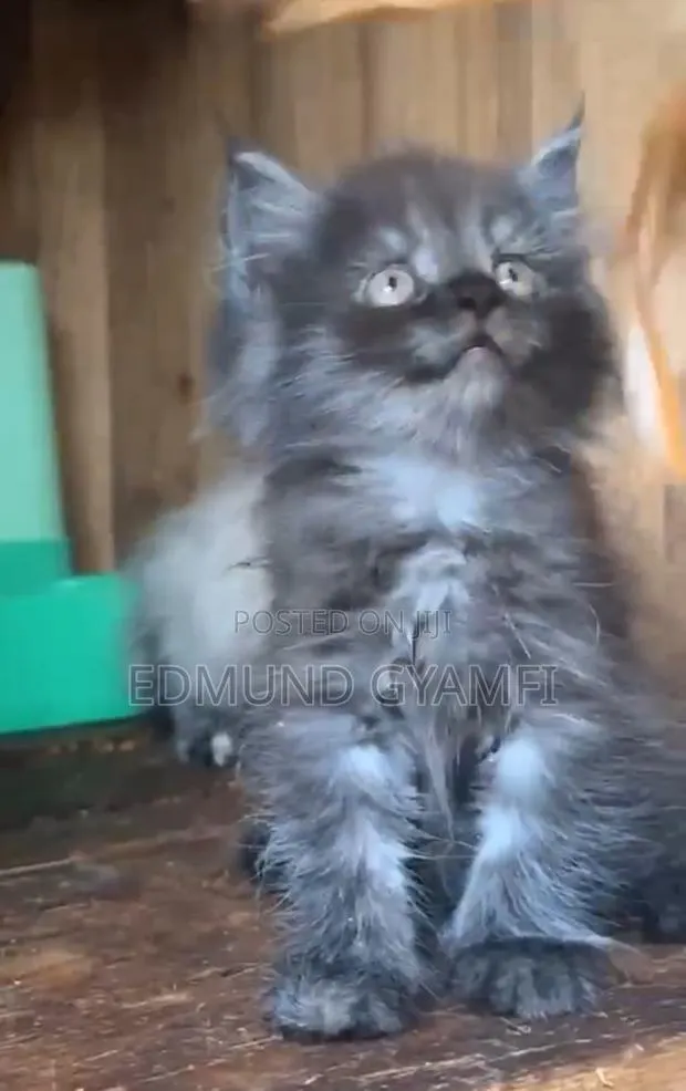 1-3 months Male Purebred Persian · Photo 1