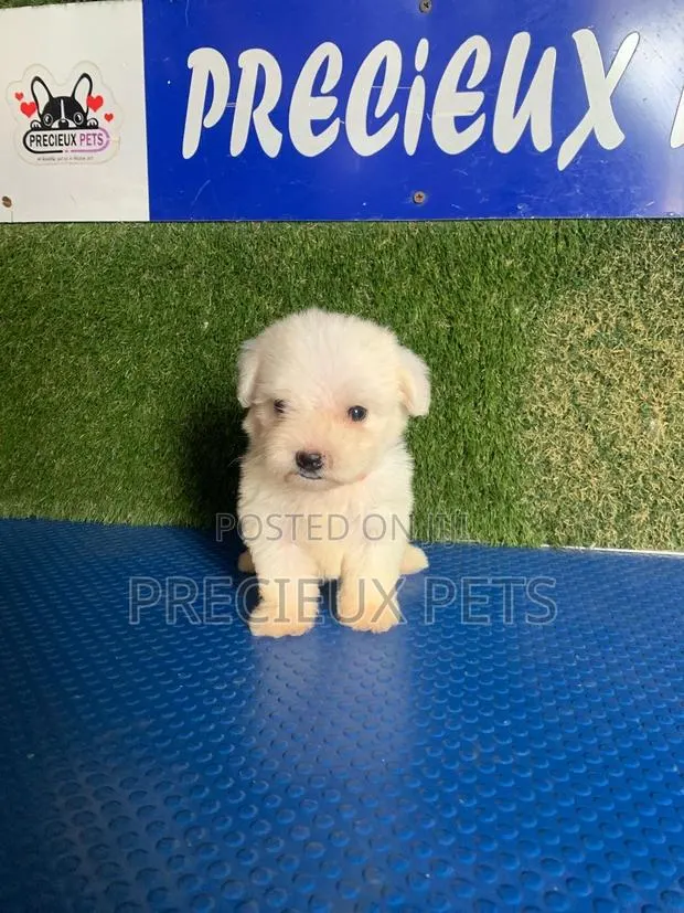 1-3 months Male Purebred Poodle · Photo 1