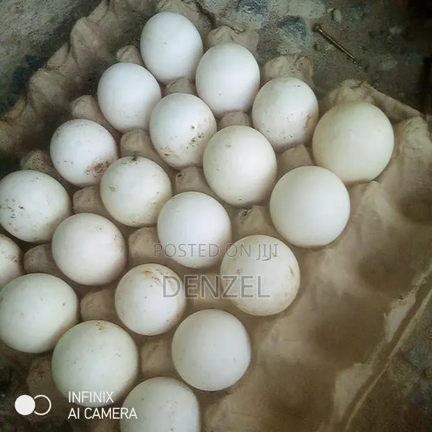 Perkin Duck Eggs · Photo 1