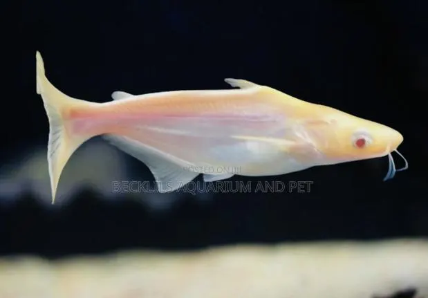 Albino Shark · Photo 3