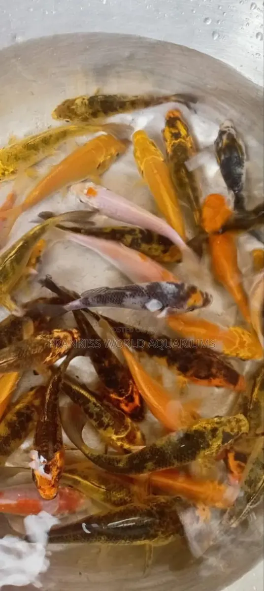 Aquarium Fishes · Photo 1
