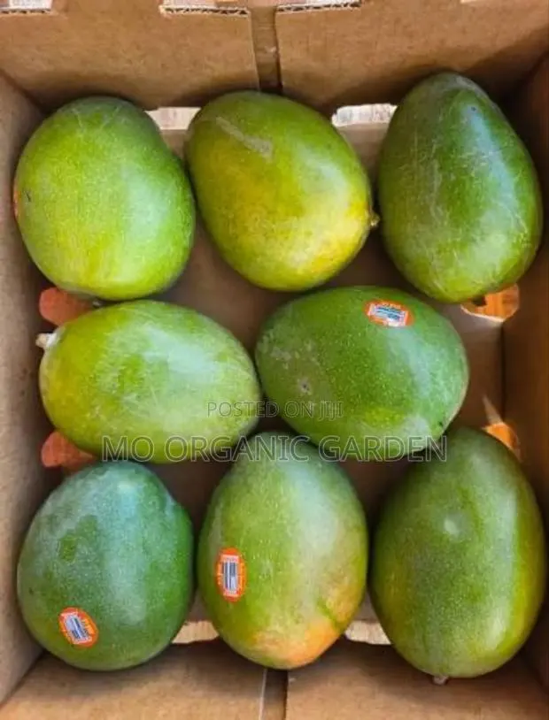 Kiett Mango Seedling/Plant · Photo 1
