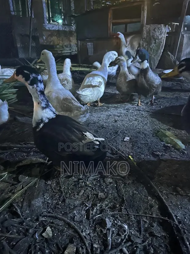 Mature Ducks for Sale. · Photo 1