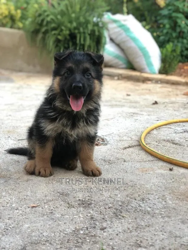 1-3 months Female Purebred German Shepherd · Photo 1