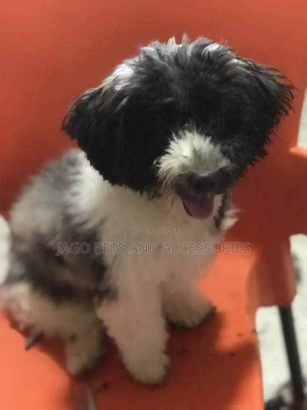 Grooming Services · Photo 2