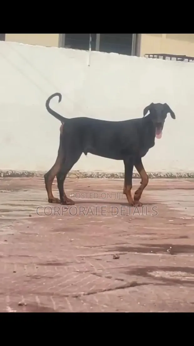 3-6 months Male Purebred Doberman Pinscher · Photo 1