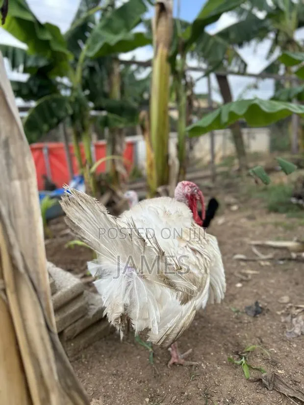 Mature Turkeys Foreign · Photo 1