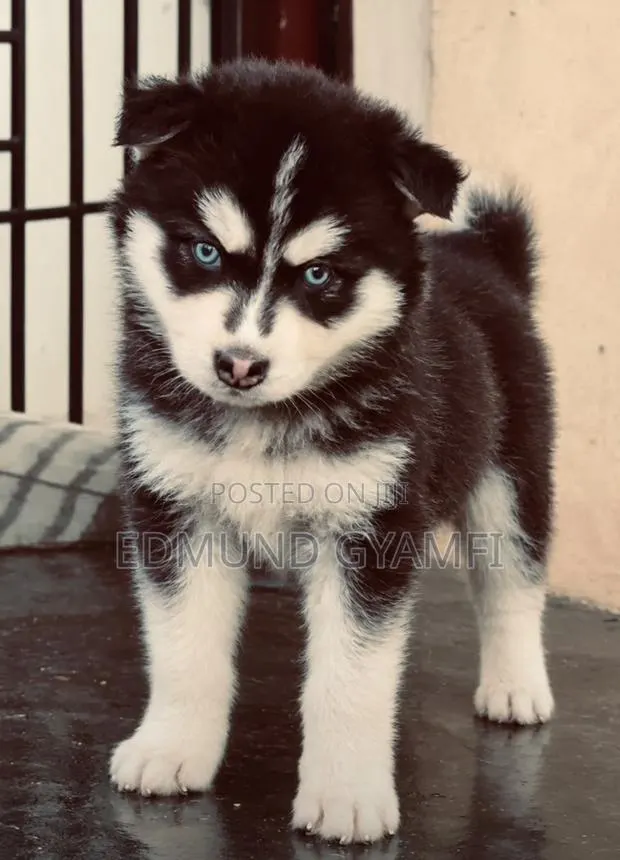 1-3 months Female Purebred Siberian Husky · Photo 1