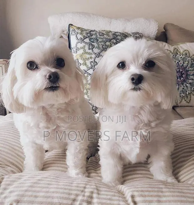 1-3 months Male Purebred Poodle · Photo 1