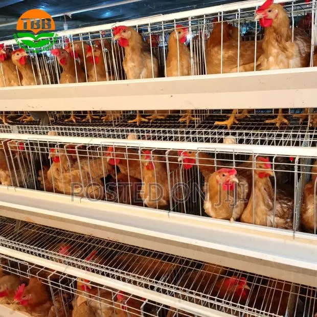 Hen ,Chick ,Cock Cage · Photo 1