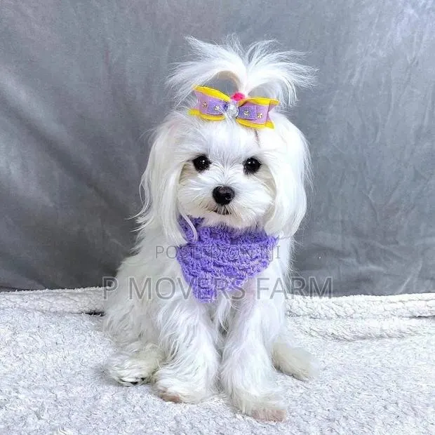1-3 months Male Purebred Maltese · Photo 1