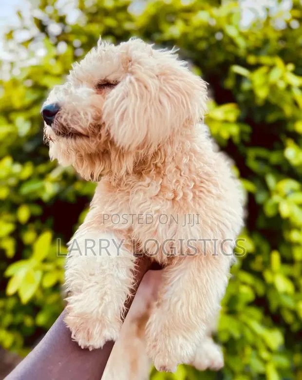 3-6 months Female Purebred Poodle · Photo 1