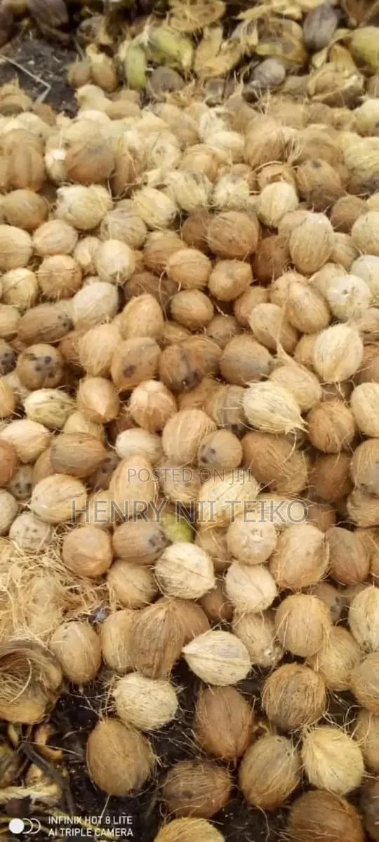 Coconuts for Oil Copra Production (Bulk Supply) · Photo 1