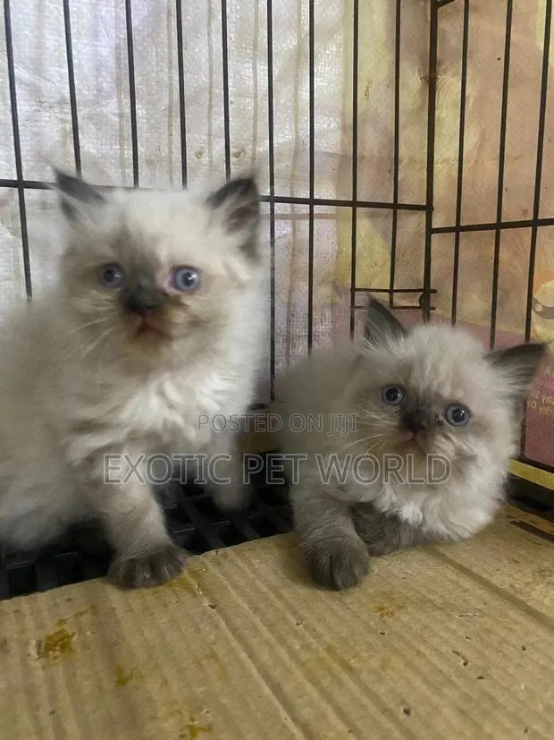 1-3 months Male Purebred Persian · Photo 1
