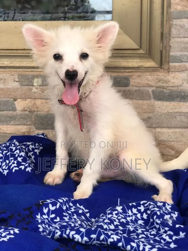 1-3 months Male Purebred American Eskimo · Photo 1
