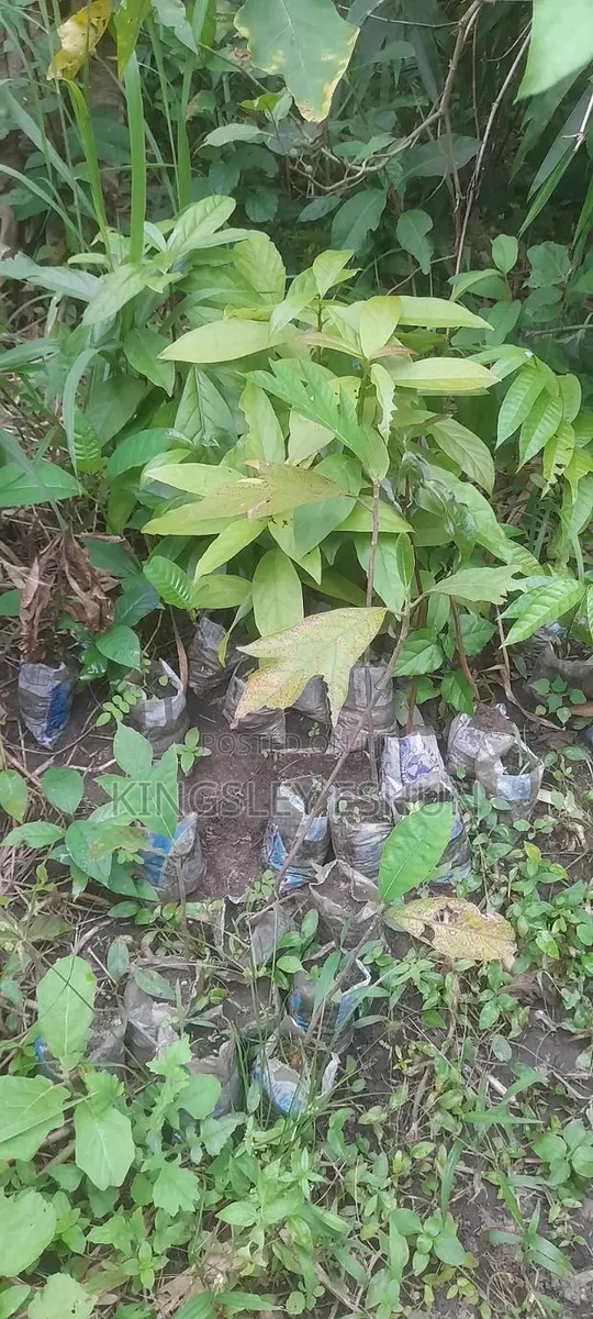Avocado Seedlings · Photo 1