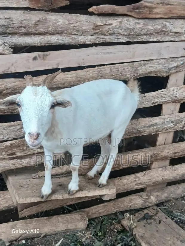 Female Goat for Sale · Photo 3