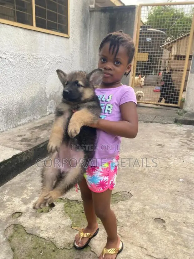 1-3 months Female Purebred German Shepherd · Photo 1