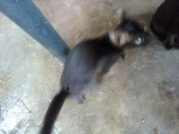 3-6 months Female Mixed Breed Cat · Photo 1