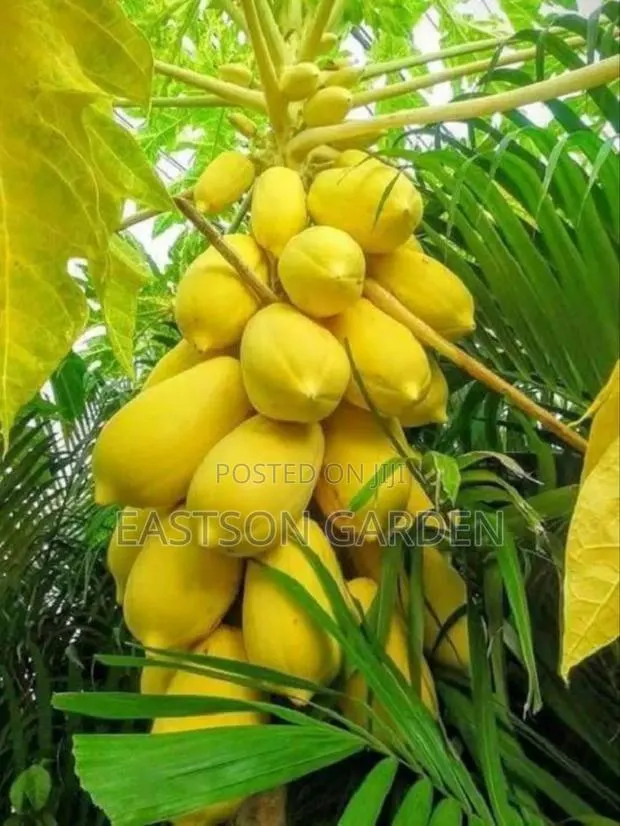 Yellow Exotic Pawpaw Seedlings · Photo 4