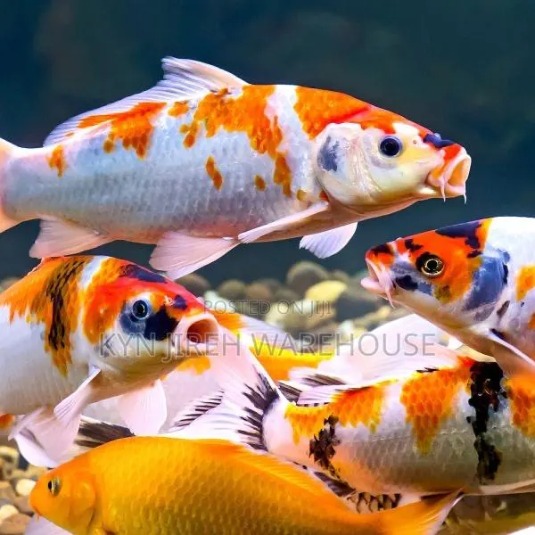 Koi Fishes · Photo 1