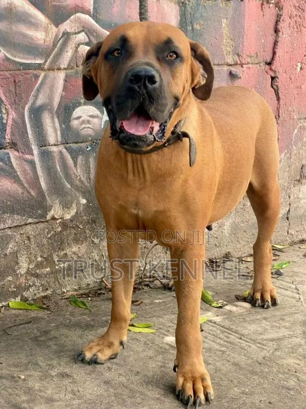 1-3 months Female Purebred Boerboel · Photo 1