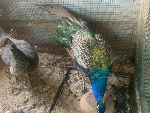 Pair of Peafowl · Photo 2