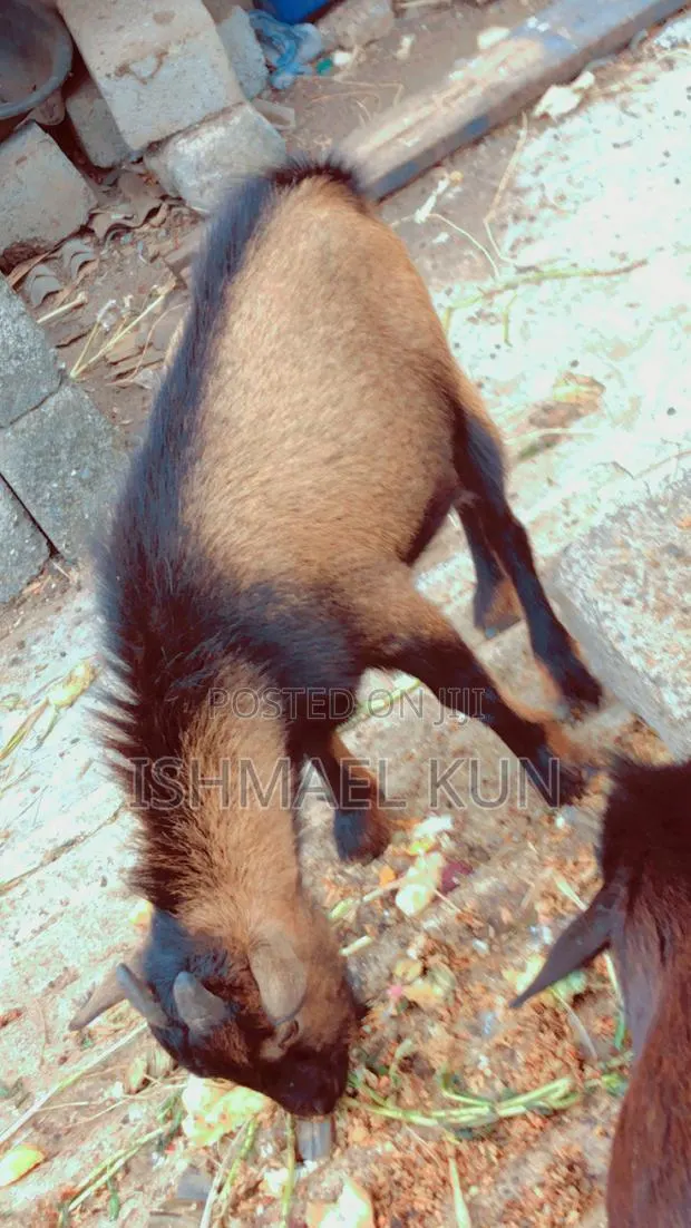 Matured Big Male Goat for Sale · Photo 1