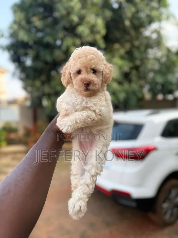 1-3 months Female Purebred Poodle · Photo 1