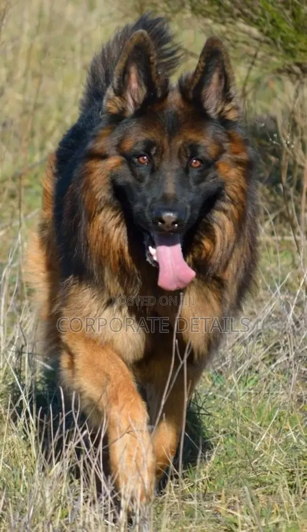 6-12 months Female Purebred German Shepherd · Photo 1
