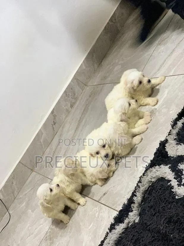 1-3 Months Female Purebred Maltese · Photo 1