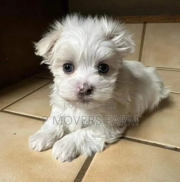 1-3 months Male Purebred Poodle · Photo 1