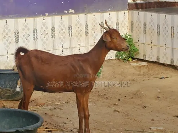 Sokoto Red Female Goats · Photo 1