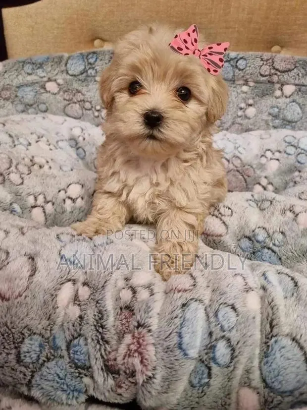 1-3 months Male Purebred Poodle · Photo 1