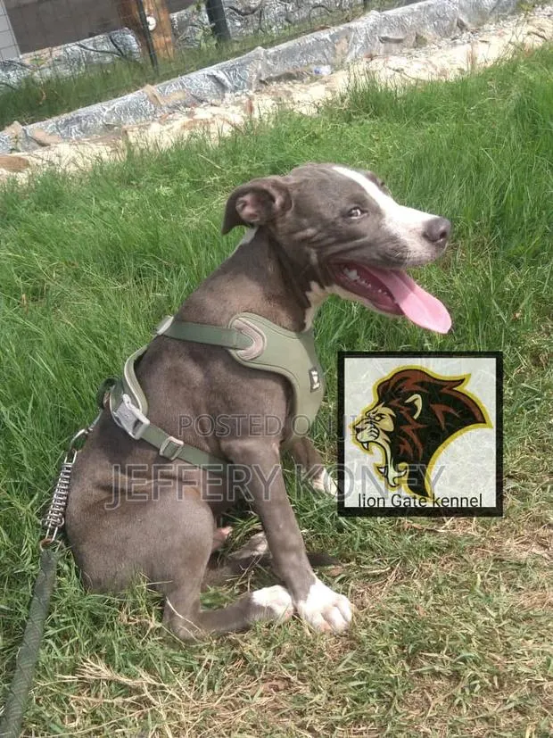 3-6 months Male Purebred American Pit Bull Terrier · Photo 1
