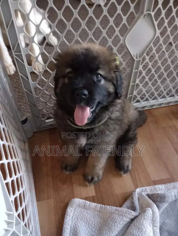 1-3 months Male Purebred Caucasian Shepherd · Photo 1