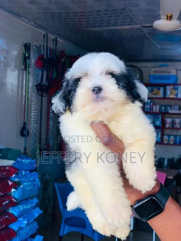 1-3 months Male Purebred Poodle · Photo 1
