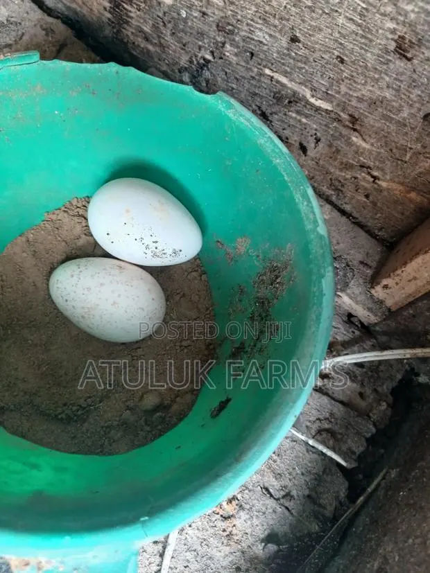 Turkey Eggs · Photo 1