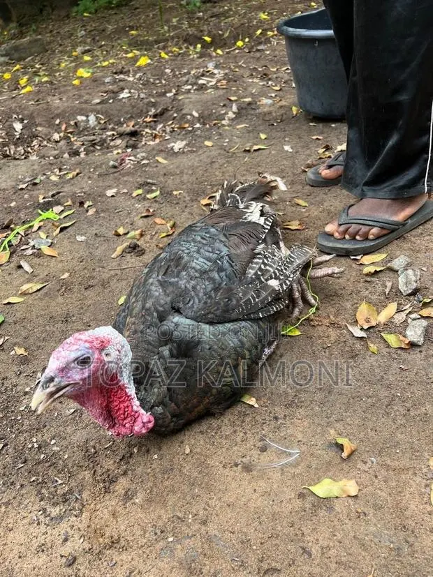 Turkey Organic Local · Photo 1