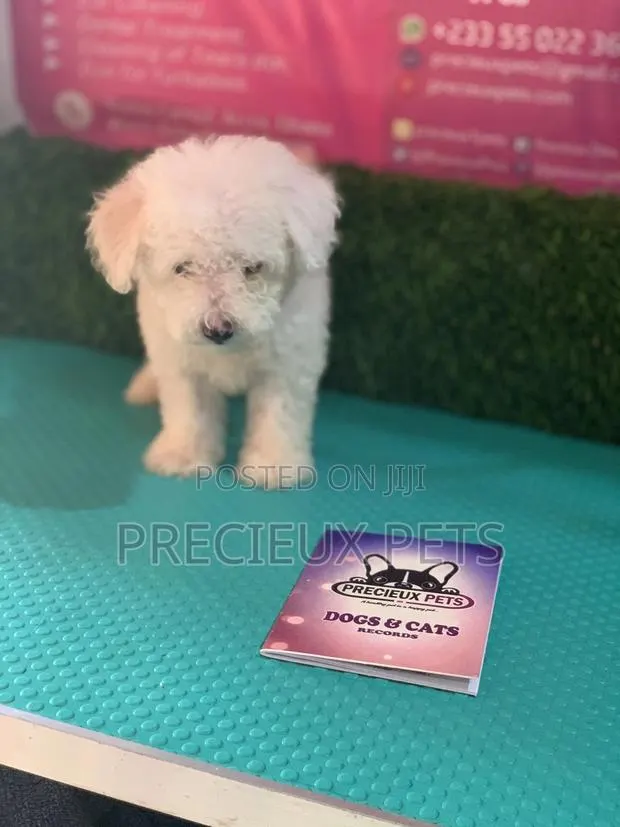 1-3 Months Male Purebred Maltese · Photo 1