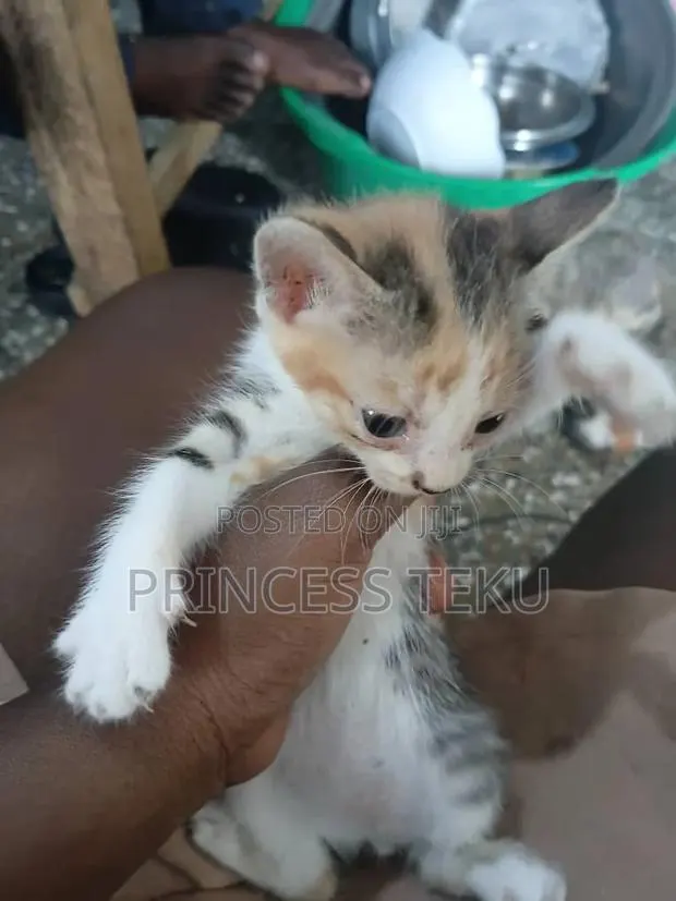 1-3 months Female Purebred Cat · Photo 1
