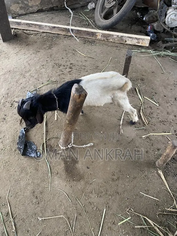Goats Available · Photo 1