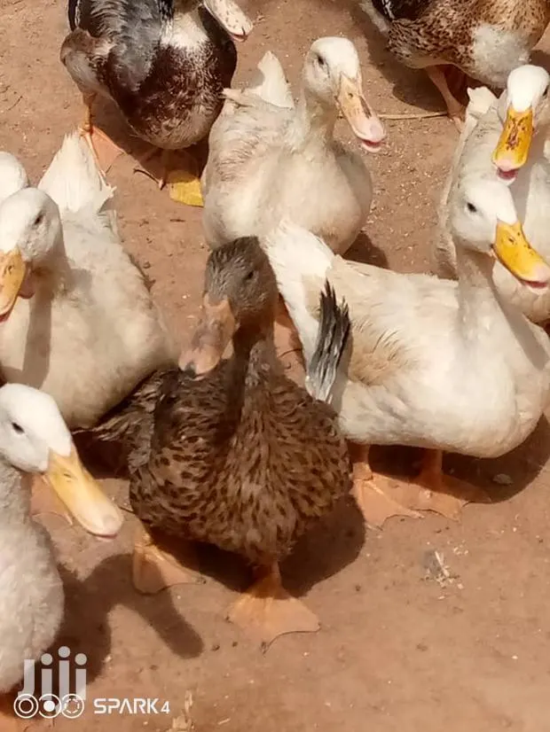 Matured Foreign Ruien Ducks for Sale