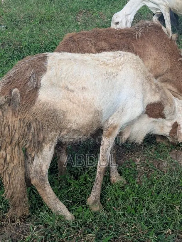 Excellent Healthy Heavy Breeding Sudanese Male’S for Sale · Photo 1
